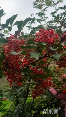 高度70厘米大红袍花椒