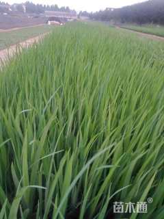 高度30厘米黄菖蒲