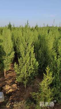 高度100厘米刺柏