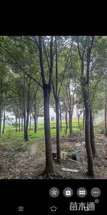 25公分香樟