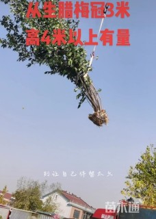 高度250厘米丛生蜡梅