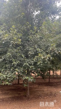 15公分美国红枫-红点