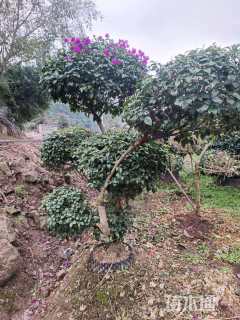 14公分造型三角梅