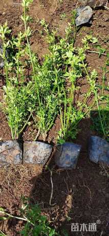 高度80厘米迎春花