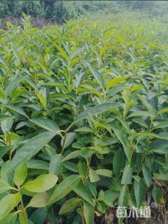 高度60厘米连翘小苗