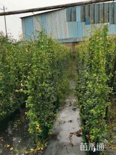 200厘米风车茉莉