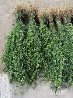 高度150厘米美丽胡枝子