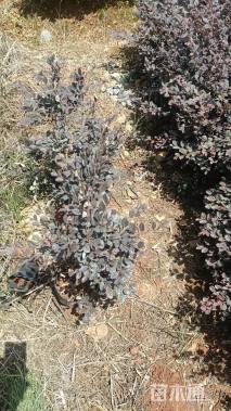 高度30厘米红花继木