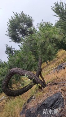 高度150厘米松柏