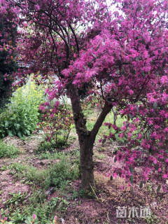 190厘米造型红花继木桩