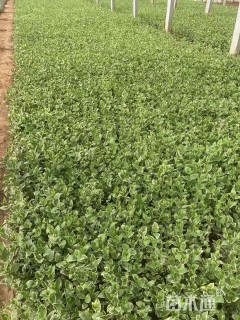 高度40厘米精品花叶蔓长春