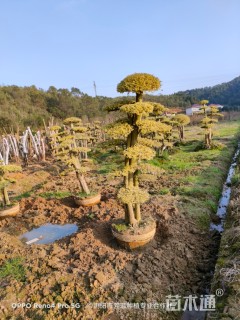 15公分造型金弹子