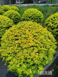 冠幅100厘米亮晶女贞球