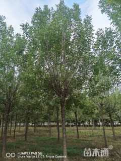 12公分速生白蜡