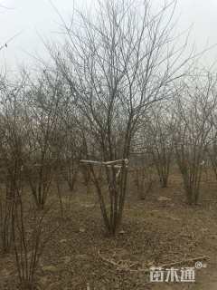 5公分(5杆)丛生朴树