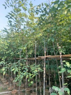3公分腊肠树