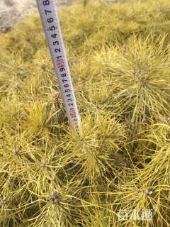 高度40厘米樟子松