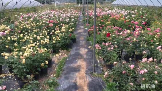 高度40厘米欧洲月季