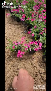 高度18厘米福禄考