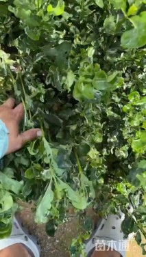 高度300厘米紫荆