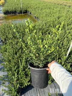 容器苗完美冬青球