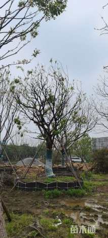 40公分朴树