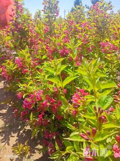 高度50厘米锦带