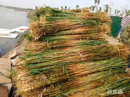 高度80厘米芦苇