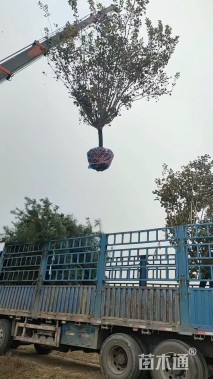 4公分黄栌