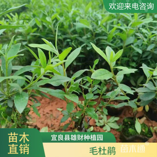 高度20厘米毛鹃