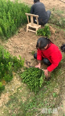 高度30厘米豆瓣黄杨