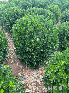 冠幅80厘米大叶黄杨球