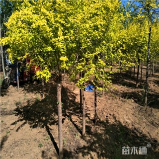 6公分金叶榆
