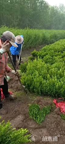 高度30厘米瓜子黄杨