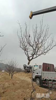 20公分山杏
