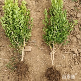 高度75厘米瓜子黄杨