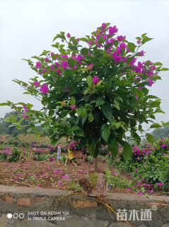 高度100厘米紫花三角梅