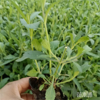 高度30厘米马鞭草