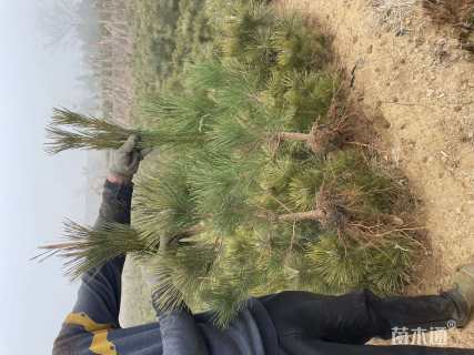 高度120厘米黑松