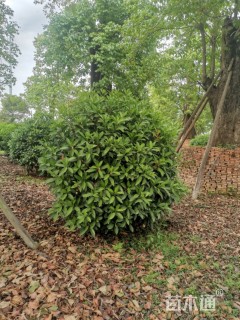 高度150厘米非洲茉莉球