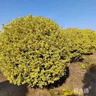 冠幅200厘米金姬小蜡球