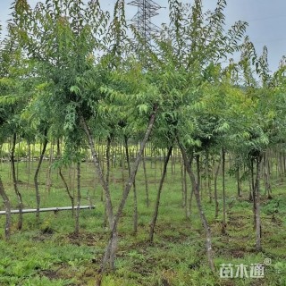 6公分茶条槭