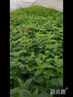 高度25厘米福禄考