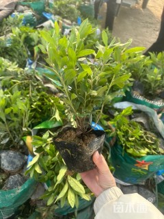 高度30厘米毛鹃