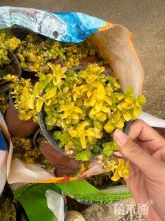 高度5厘米金叶过路黄