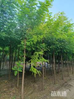 5公分刺槐