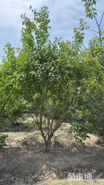 高度200厘米丛生丁香