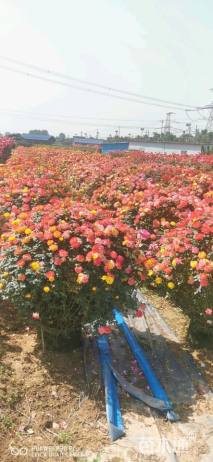 高度60厘米月季