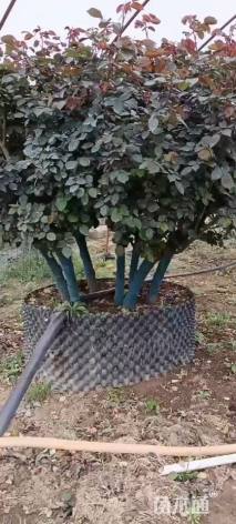 高度220厘米月季