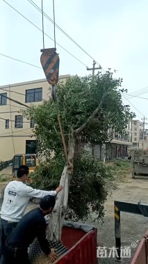 高度60厘米鸭脚木